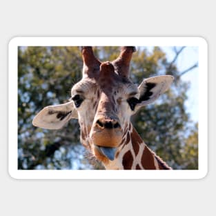 Giraffe Sticker